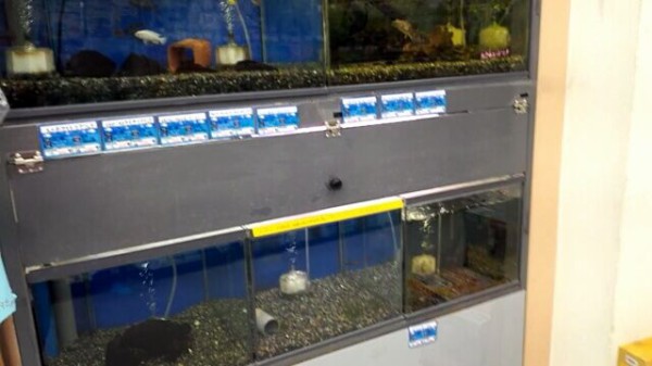 伊丹市のコーナンのペットショップがマニアック つまらんブログ