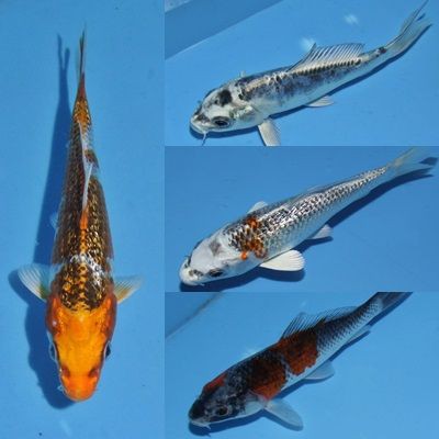 ヤフオク出品しました 関東錦鯉 鯉の利休 スタッフブログ