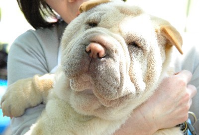 シャーペイサミット 真っ盛り しわくちゃ犬と歩くニュージーランド