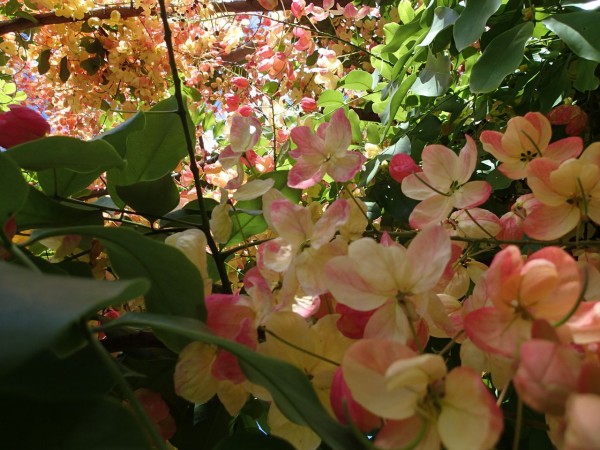 Hawaii レインボーシャワーツリー 手作りハワイアンキルト教室kaohinani Hawaii レインボーシャワーツリー 手作りハワイアンキルト教室kaohinani