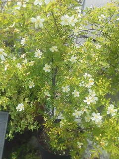 一重の白のモッコウ薔薇 香り草のシンフォニー