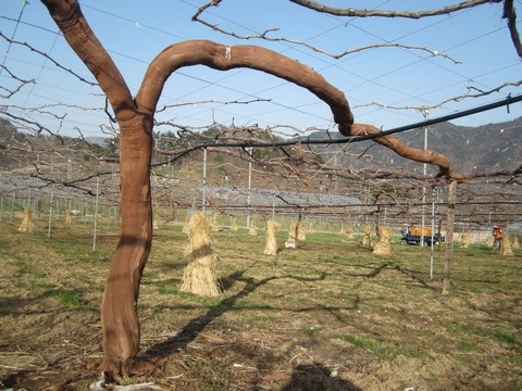 ぶどうの木の皮むき作業 水の番人さま編 信州 長野県 生坂村発 かおりんご日記