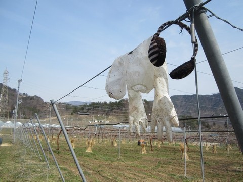 ぶどうの木の皮むき作業 水の番人さま編 信州 長野県 生坂村発 かおりんご日記