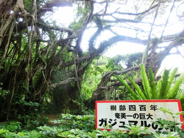 のんびり島旅♪ 奄美大島【２日目・その２】 : ◇◇雑記帳◇◇