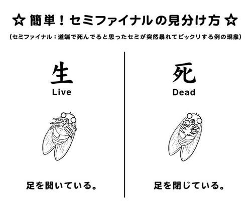 キキ 私は魔女のキキ こっちは死にかけのセミ だからまとめる