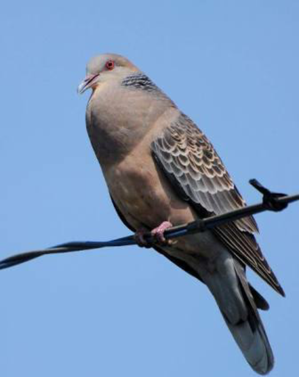 動物画像無料 ベスト50 かっこいい 鳥 名前