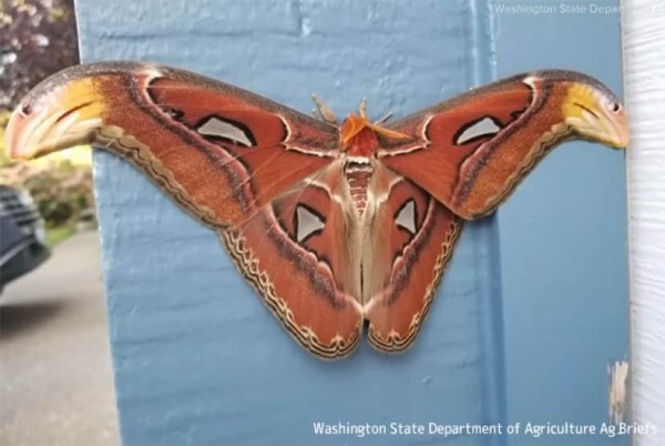 【異常型】蛾ホモエシス（台湾産） 異常型】蛾ホモエシス（台湾産）