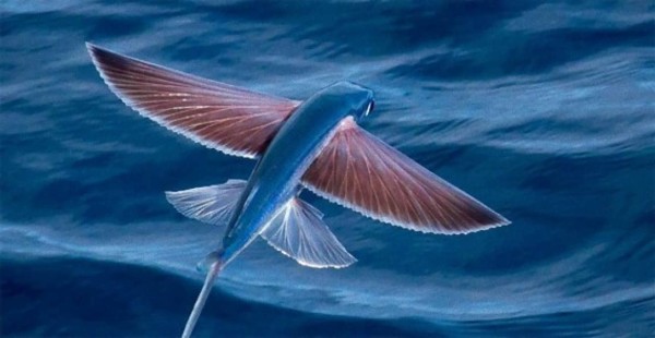 水空を制する 魚なのに空も飛べるトビウオってすごい トビウオのかっこいい飛行写真 カラパイア