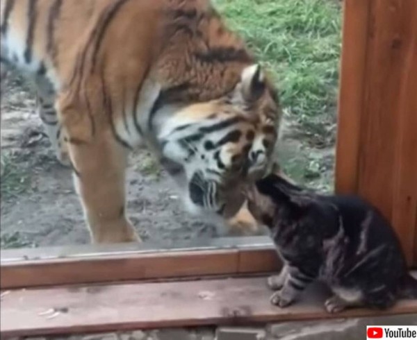 同じネコ科だもの。小さな猫にガラス越しからやさしく接する大きな虎 ...