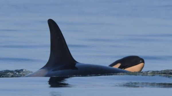 うれしいニュース 死んだ我が子を運びながら17日間共に泳ぎ続けたあのシャチが再び出産 今度の子は元気に育っていた カラパイア