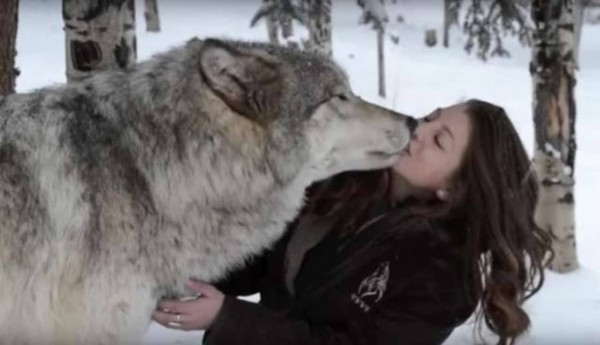 ちゅっちゅからの腹出し 大きなオオカミが全力で親愛の情を示す オオカミと深い絆で結ばれた女性 アメリカ カラパイア