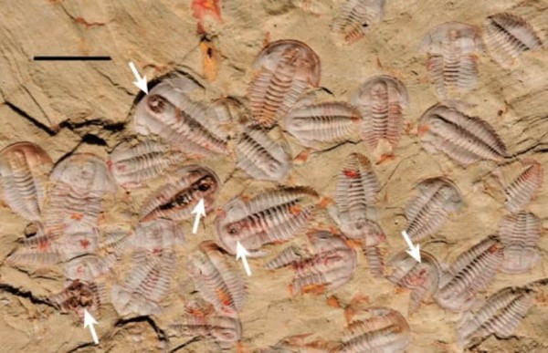 ニレウス [TB65] 三葉虫 化石 希少種 - コレクション