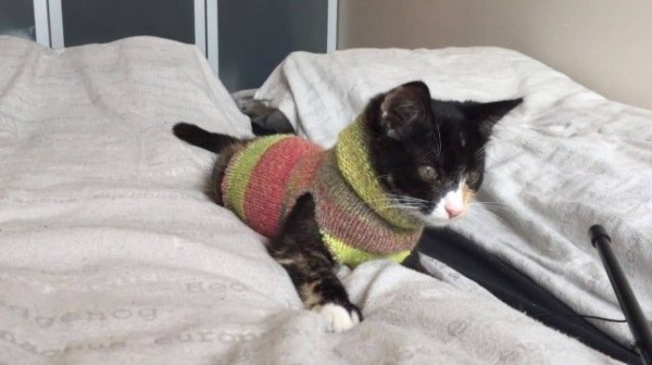 飛ぶネコのセーター 驚きの値段で homma-consulting.jp