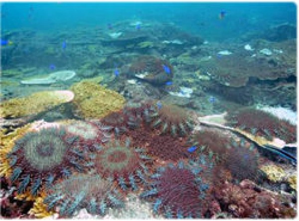 サンゴの天敵 オニヒトデ の駆除に酢が効果的と判明 水中注射で撃退へ 岡山理科大ら カラパイア