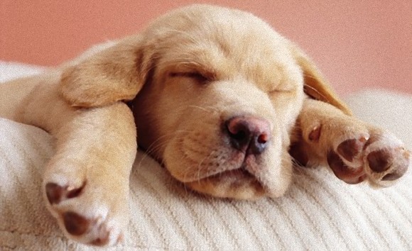 犬 水かき 犬種 1123 犬 水かき 犬種 Okepictorgv