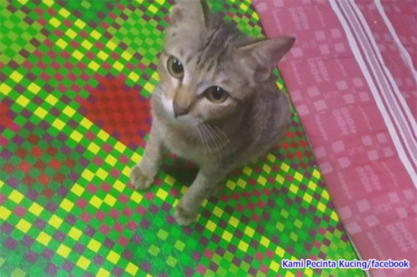 飼い主のイヤホンを破壊した猫 その代償として生きのいい細長いものを進呈 ヘビ出演中 カラパイア