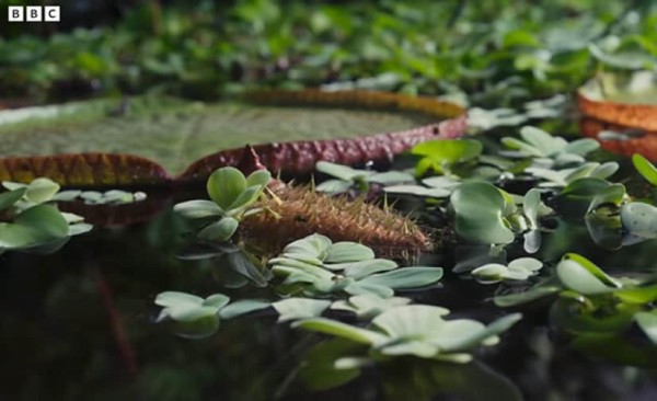 ☆希少植物☆ オオオニバスの苗（大苗）