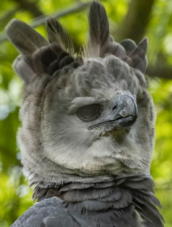 Harpy Eagle Flying  オウギワシ, 猛禽類, ペットの鳥