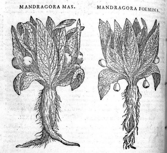 現代の魔法使いに聞いた魔法素材としての「マンドレイク」の歴史と使用