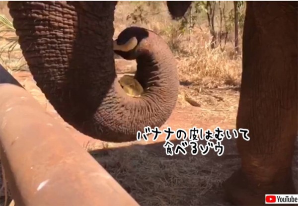 象の鼻ってすごく器用。バナナの皮をむき、中身を食べて皮を返すゾウ