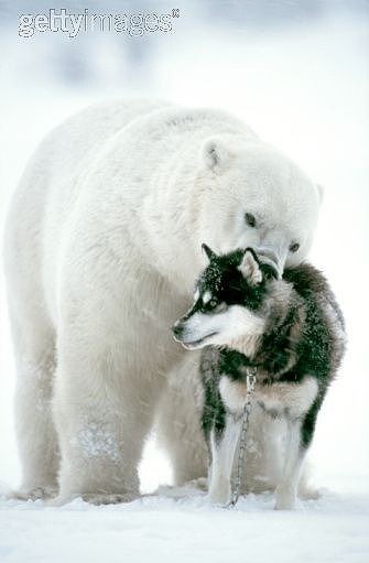 大大大好き 犬とホッキョクグマの仲良しっぷりがわかる画像特集 Uggブーツ正規品 本物 と偽物の見分け方 アグ 販売店 アグ ブーツ Ugg 通販新作激安通販専門店