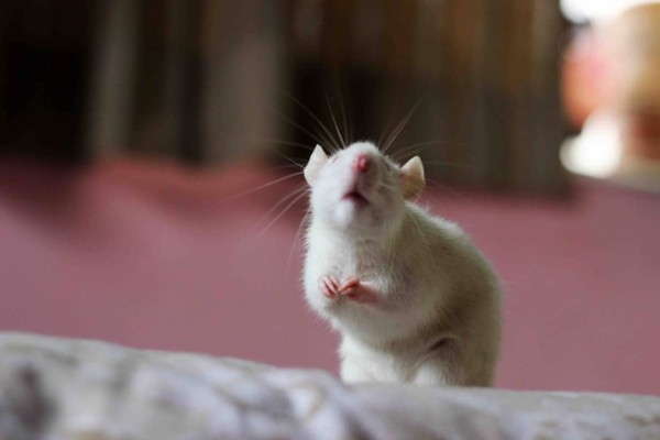 仲間がいじめられているのを見たマウスはうつ病になる : カラパイア