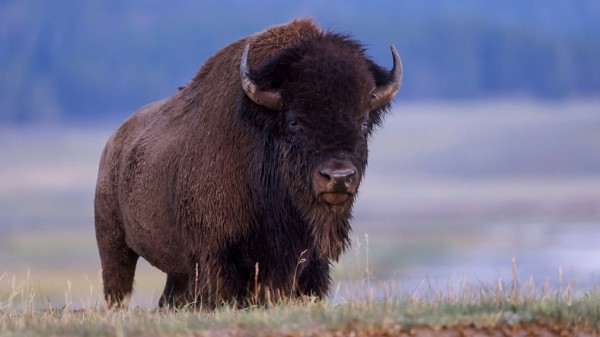 絶滅したバイソンを再導入したところ古代の岩面彫刻が出現。群れ