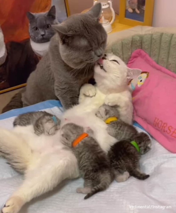 セロトニン大量補給。絵にかいたような幸せを満喫する猫の家族 : カラパイア