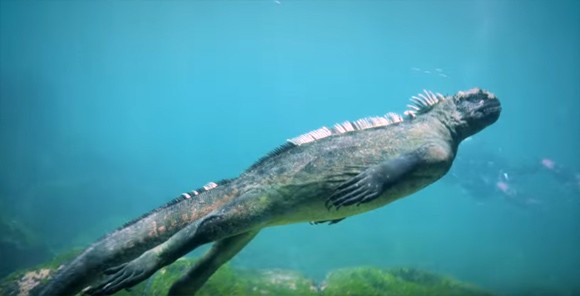 海のなかを颯爽と泳ぐ、ウミイグアナがゴジラっぽくてかっこいいぞ