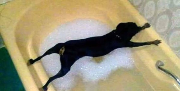 だが断る お風呂と犬のおもしろい関係がわかるダイジェスト映像 カラパイア