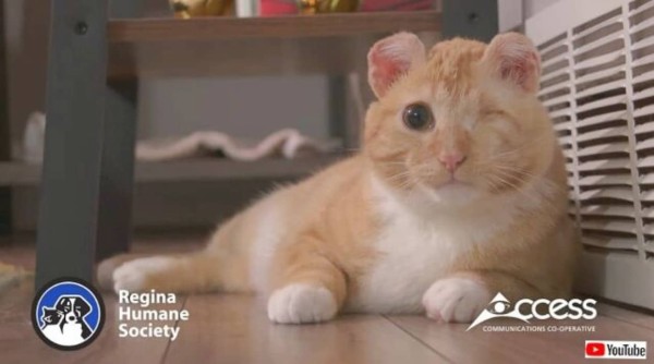 耳と片目を失った猫、愛情いっぱいの家庭に引き取られて幸せな第二の猫