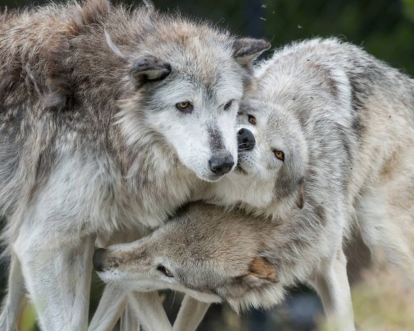 オオカミを導入してから25年 イエローストーン公園の生態系が安定したことを確認 アメリカ カラパイア
