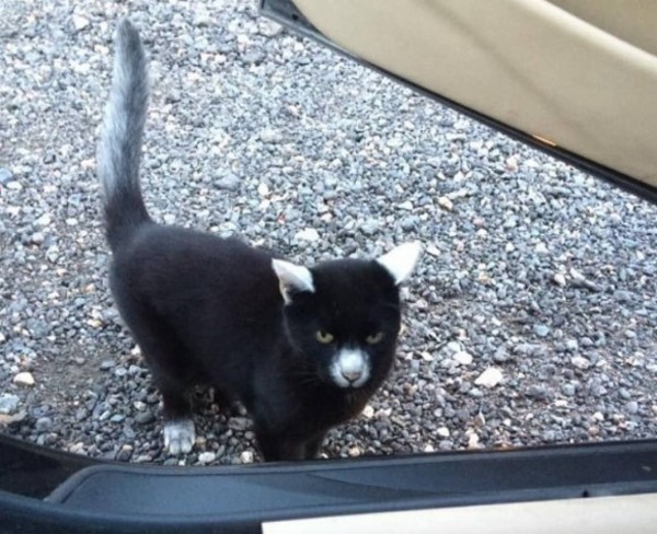 誰が逆パンダだっちゅーの とても人懐こい猫なんだから イギリス カラパイア