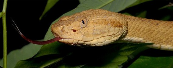 地球上で最も危険な島、猛毒ヘビに占拠されたイーリャ・デ・ケマダ