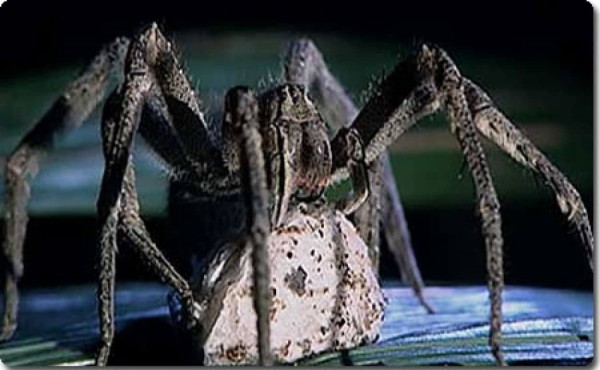 1匹で80人を殺せる 世界一猛毒な蜘蛛 Brazillian Wandering Spider クロドクシボグモ カラパイア