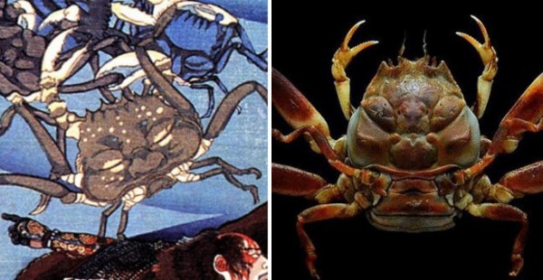 甲羅に人面を持つカニ 平家蟹が海外で特集されている件 カラパイア