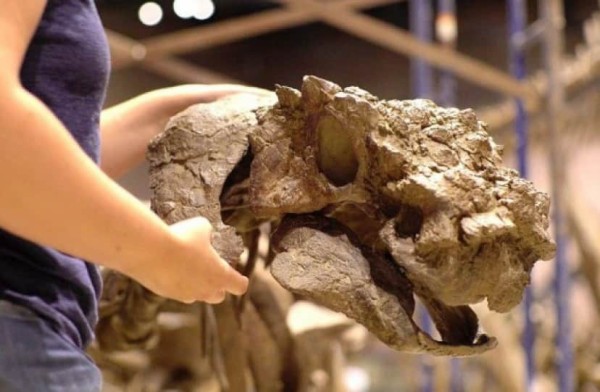 ルビー原石と恐竜の骨(約1億5000万年前）恐竜の胃石　中生代　アメリカ産