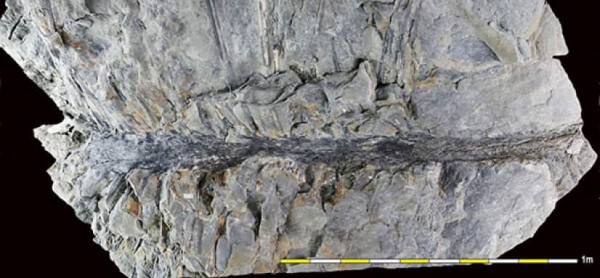 これまで見たことのない3億5000万年前の樹木の化石を発見。現存する