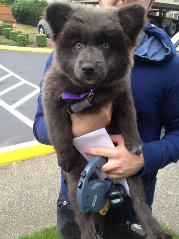 もうクマとかクマもどきにしか見えないの犬たち 絶対お勧め まとめブログ