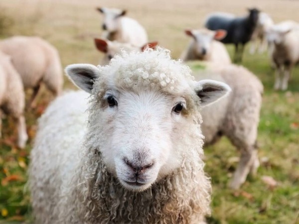 羊のメスはオスを選ぶのも草食系 強いオスよりも従順でおとなしいオスを選ぶ カラパイア
