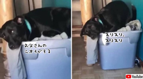 なんでいないの さびしいよう 海外に派兵された飼い主が恋しくて 残された洗濯物に身をすり寄せる犬 アメリカ カラパイア