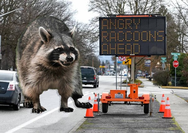 怒ったアライグマが出没、前方注意」道路わきの掲示板の警告に住民困惑
