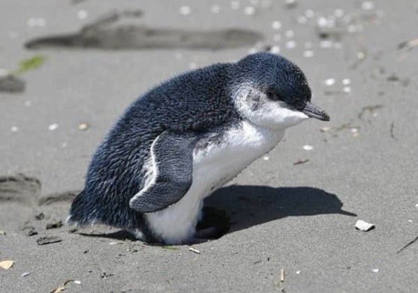 迷子のブルーペンギンはずっと砂浜で待っていた。ブルーペンギンの