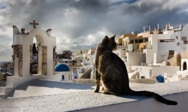 ギリシャにある猫島。白と青の美しいコントラストの中で優雅に暮らす