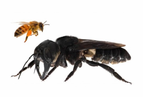 絶滅したと考えられていた世界最大のハチが生きていた！インドネシアで