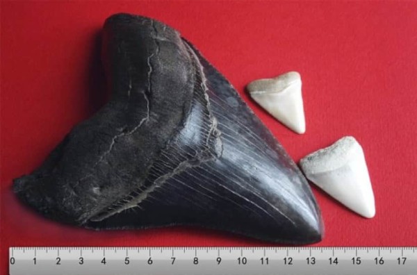 お宝じゃないか！古代の巨大サメ「メガロドン」の化石を川岸で発見