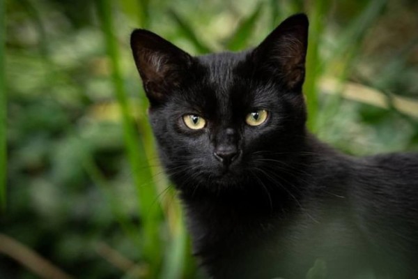 捨てられた40匹のほとんどが黒猫だった。猫たちの飼い主探し大作戦