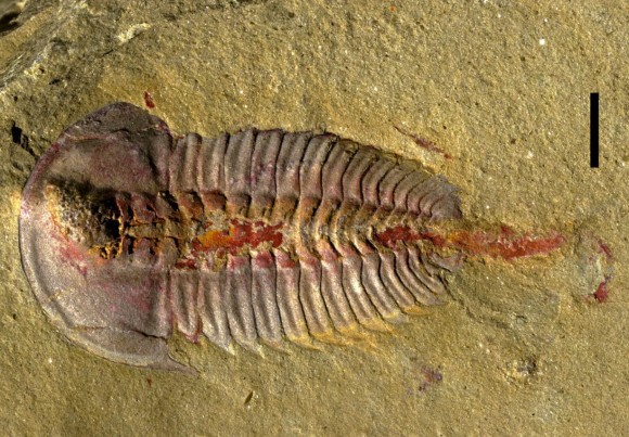 新たに発見された化石から三葉虫のお腹の構造が明らかに（スウェーデン