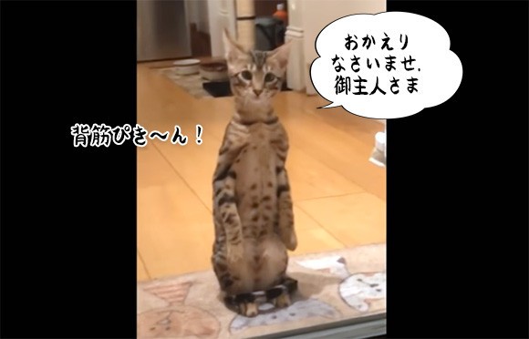 ミーアキャット？いいえ違います。キャットです。背筋を伸ばして