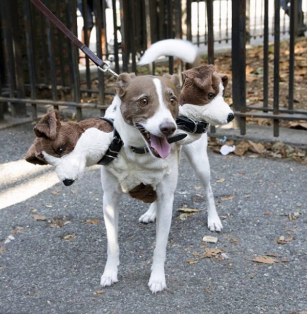 そして犬はケルベロスとなる。ハロウィンで世界各地に出没した地獄の ...